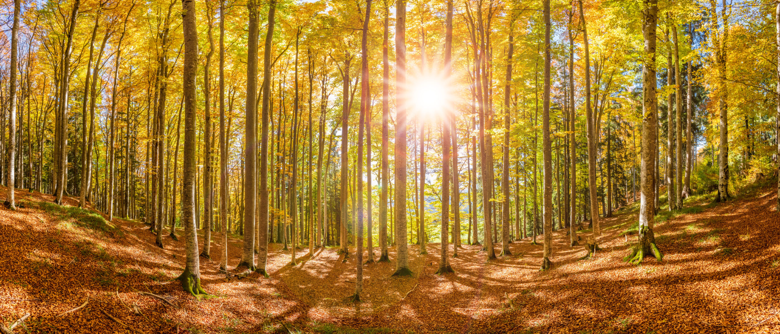 とよこや会報誌